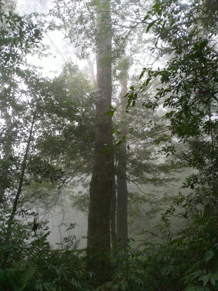 2023-02-26 登嘉南雲峰巧遇草嶺櫻花季2043961