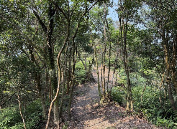 [微笑山線_第八段] 2026_0411 二格山系_炙子頭山3035084