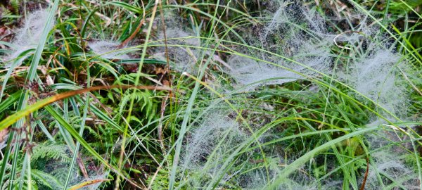 #太平山 #望洋山 #觀雲步道 #日出 #雲海 11/82931173