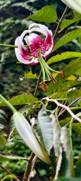 雲山水花鳥蝶-天龍國阿伯的日常 #艷紅鹿子百合 #大鳳蝶 #玉帶鳳蝶2863948