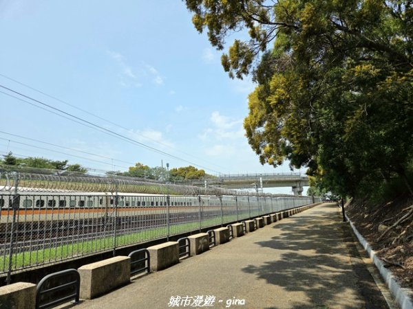 【台中外埔】外埔水流東桐花步道3046212