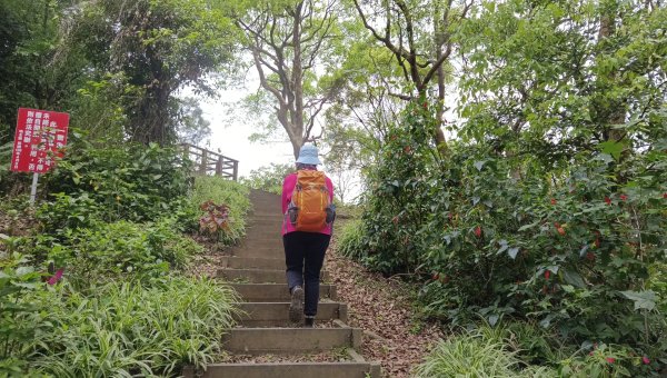 (姨婆趴趴走)第五十集:新北樹林大同山、青龍嶺、大棟山諸峰連走2751570