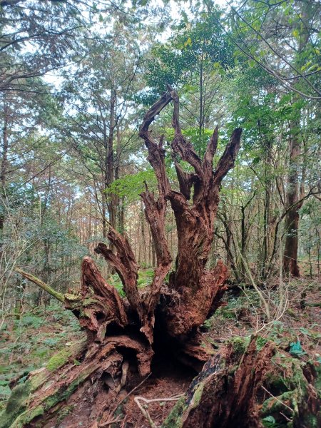 【台中和平】巧遇藍腹鷴帝雉。 稍來山步道2749900
