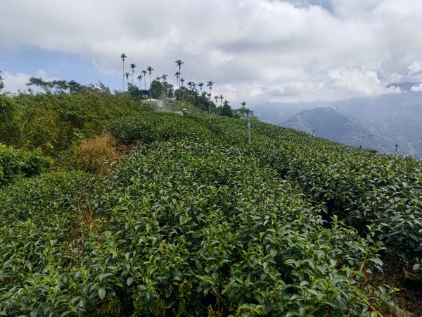 華山4-2號步道上雲嘉連峰2579342