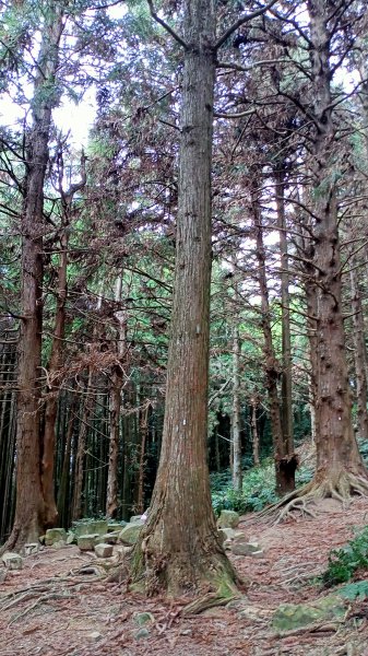 林相優美的臺中長壽山、肥崠山 - 鳶嘴西稜步道1357231