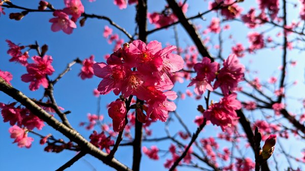 汐止康誥坑溪櫻花2405569