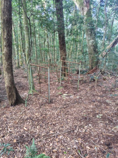 多納六秀 京大山2957593