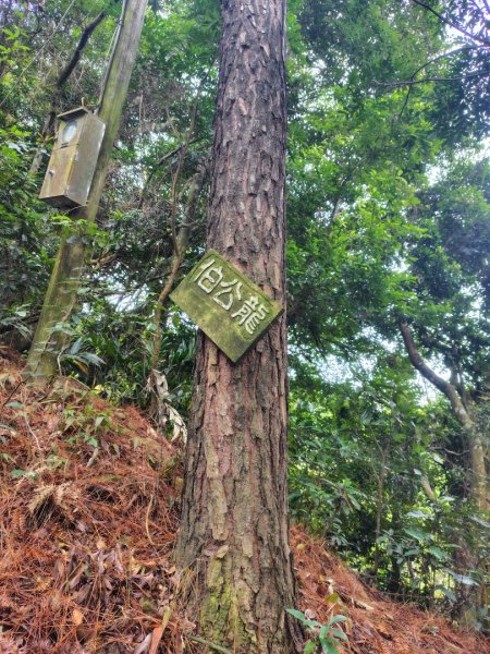 鳳鳴古道 鳳鳴山 南隘勇（南長城）古道 三湖山 八達嶺（龍骨）古道 綠色古道 延平古道2975282
