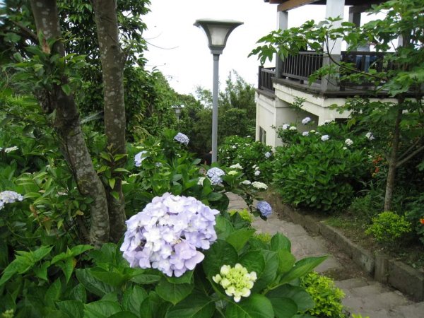 小百岳NO.5觀音山 牛港稜步道  硬漢嶺   楓櫃斗湖登山步道2126782