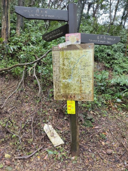 微笑山線：【天上山系】望月亭桐花段3001590