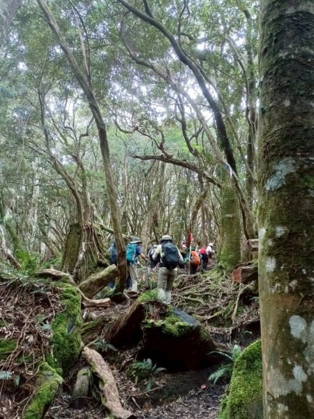 魔幻森林-塔曼山-202508102866559