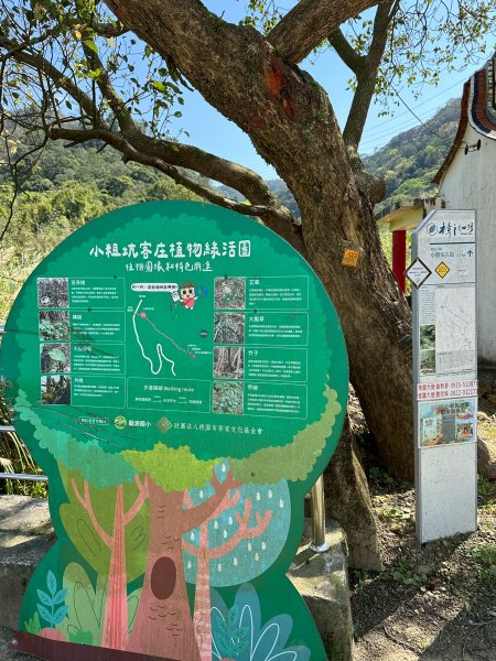 樟之細路三坑到關西3015341