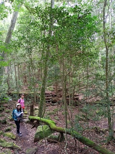 【谷關七熊,山林美境尋寶趣】屋我尾山步道1108299