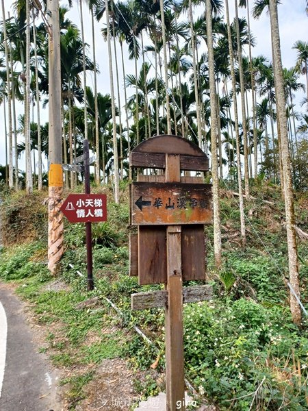 【雲林古坑】 翠綠茶園太迷人走到廢腿也甘心_雲嘉五連峰縱走2437408