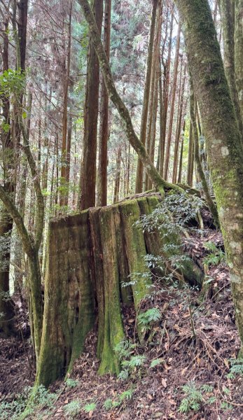 觀霧-檜山巨木群步道2925576