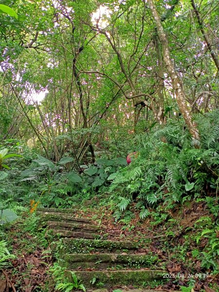 #014 望高寮土庫岳 H389m、更寮古道【走路趣尋寶、小百岳集起來】2261100