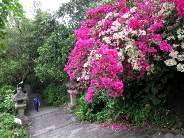 穀雨時節 走指南宮朝聖步道 遇見油桐花 也遇見自己2156745