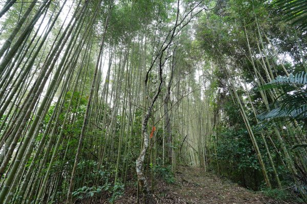 新竹 五峰 鬼澤山2634011