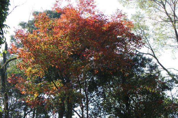 104.12.1台中稍來山南峰+稍來山主188914