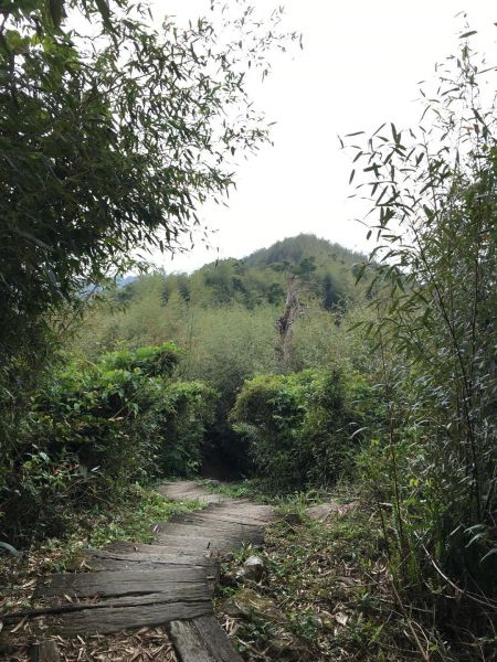 獨立山-大籠頂步道284933