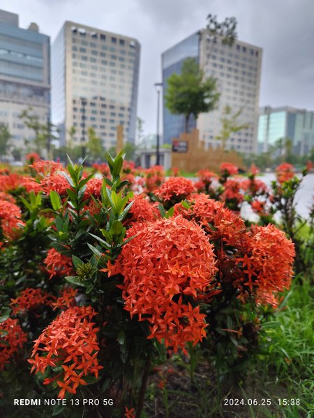 大安森林公園【走路趣尋寶】；大港墘公園、瑞陽公園【臺北健走趣】2535135