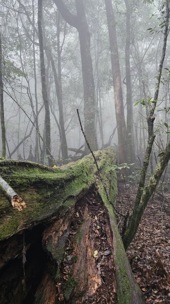 【這樣走波津加也行！】大雪山下波津加進谷關。3025909