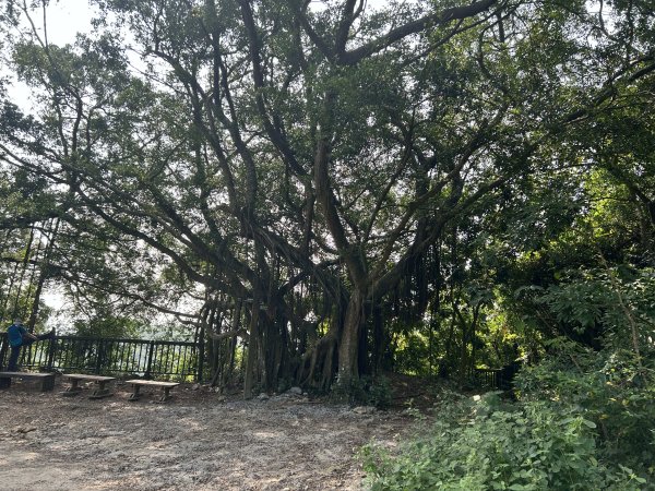 北柴山登山步道2909292