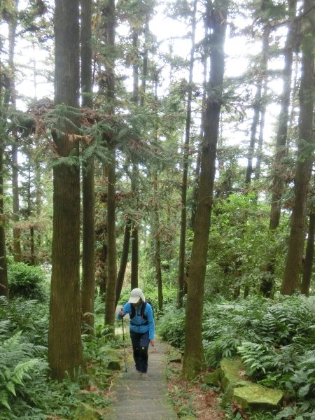 仙山．蓬萊溪護魚步道452538