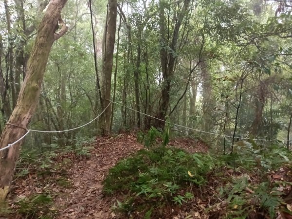 關西鎮太元宮-赤柯山-赤柯山南峰-東獅頭山-西獅頭山-東獅頭山8字走3022868