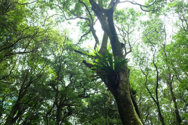 桃園復興區  東卡O縱2823844