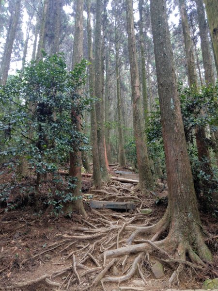 香杉秘境@長壽山：還有孟宗竹林及柳杉混合林、加碼夫妻樹1480571