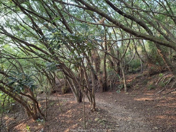 《台中》綠色隧道｜大肚環保公園登山步道O繞202604183038545