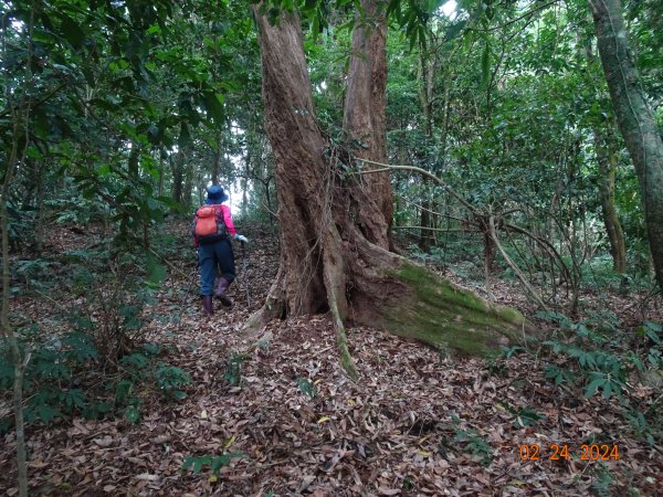 矢場谷山縱走勃子山往返封面