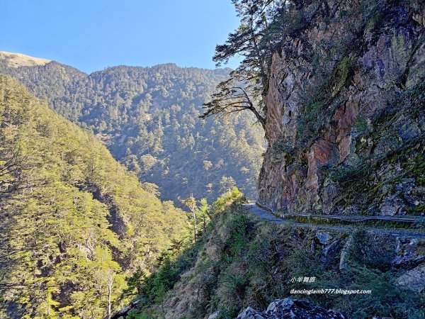 【南投】合歡溪步道：遠得要命的櫻花鉤吻鮭2912232