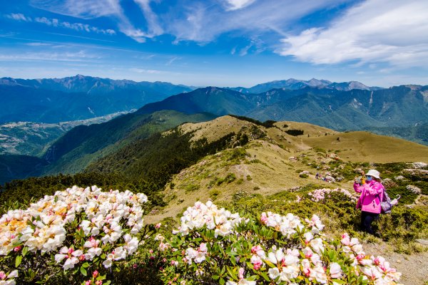 合歡山北峰/高山杜鵑  2021/04/301368388