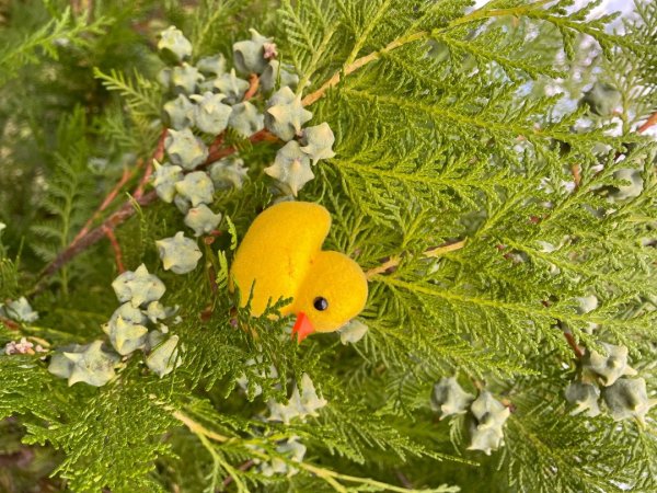 川藏深度之旅33天/A行程2902789