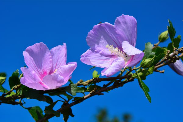 草嶺古道 桃源谷 芒花季1508989