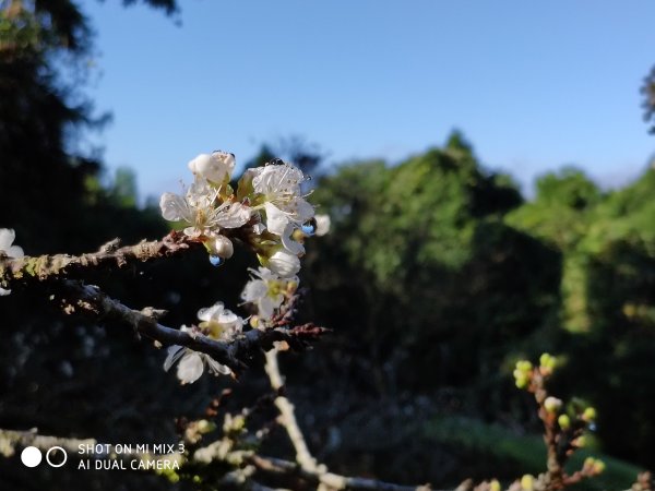 馬那邦山506802