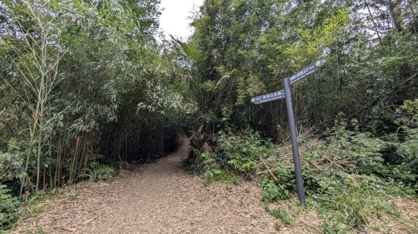 115.05.23枕頭山-枕頭山西峰-薑母島之旅3061274