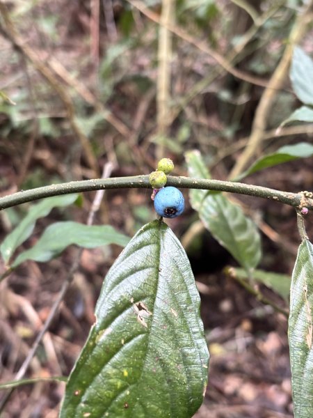 二格山、南邦寮山2941701