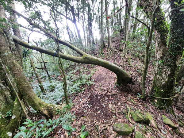 火燒寮山熊空山竹坑山加九嶺O型2966288