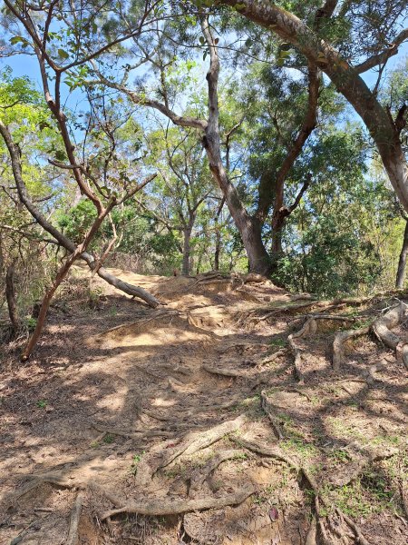 造橋口山古道202503122734386