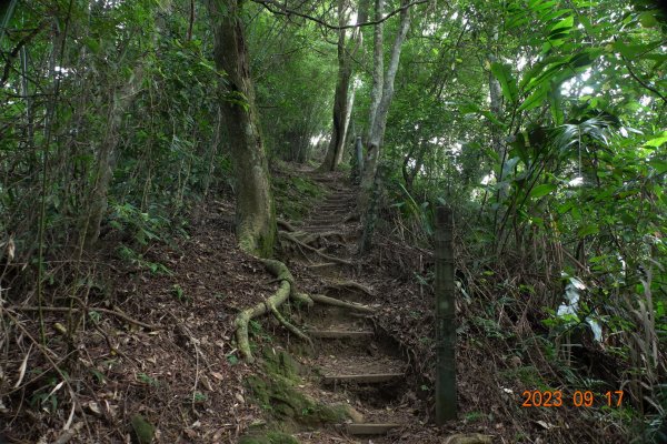 桃園 大溪 草嶺山、石厝坑山、白石山、石龜坑山2287270