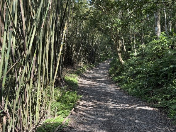 2025/03/21 聖母山莊 抹茶山 三角崙山2935084