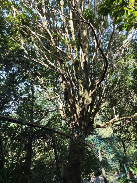 微笑山線：【天上山系】烘爐地土地公段2895761