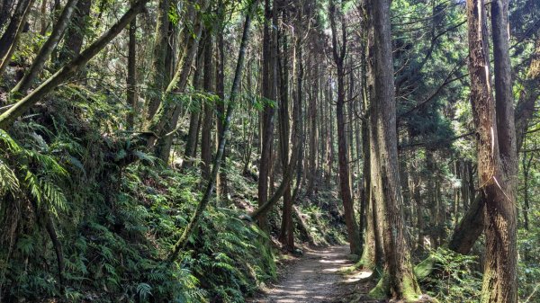 橫沙笛縱走 (木馬古道、橫嶺山、沙蓮山、笛吹山)2550363