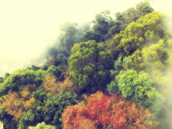 苗栗--薑麻園步道7473