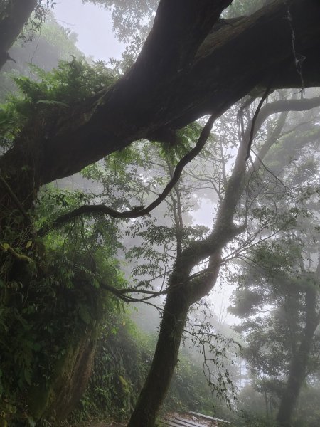 嘉義大凍山O型輕鬆走1699154