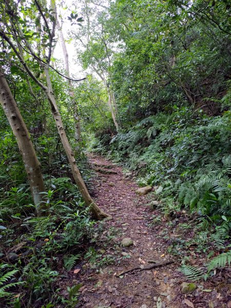 龜山大坑桐花步道-陳厝坑山O形904656