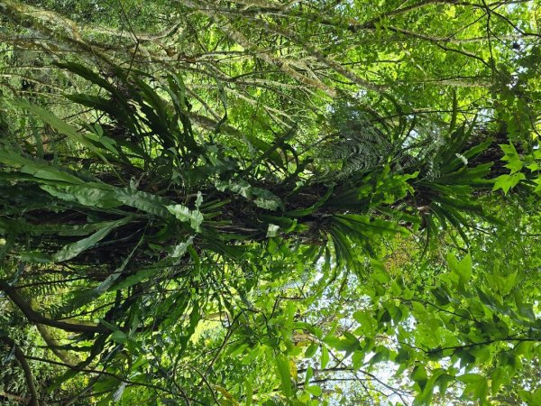 夏日的馬那邦山2786838